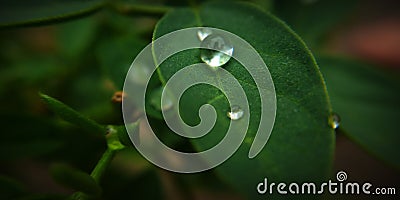 Close up shot of water droplets on hydro phobic leaf surface Stock Photo