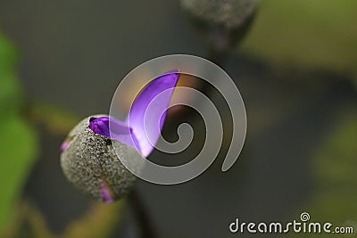 Close-up shot of a water lily blooming its first petal. Stock Photo