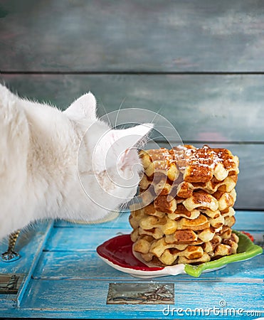 Close-up shot of white cat head sniffing a stack of waffles Stock Photo
