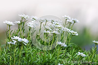 Close up shot of white garden flowers Stock Photo
