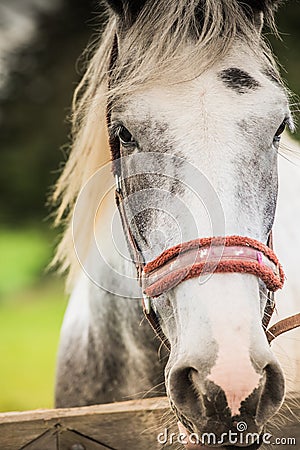 Close up shot of a white horse with a mane Stock Photo