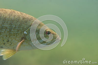 Close-up shot of a wild largemouth bass swimming in a Michigan inland lake. Micropterus salmoides Stock Photo