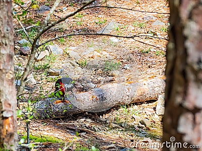 Close up shot of woodpecker in Beavers Bend State Park Stock Photo