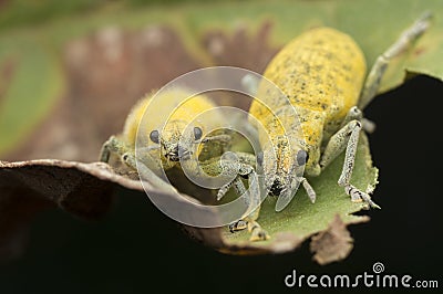 Close up shot of yellow dust weevil insect Stock Photo