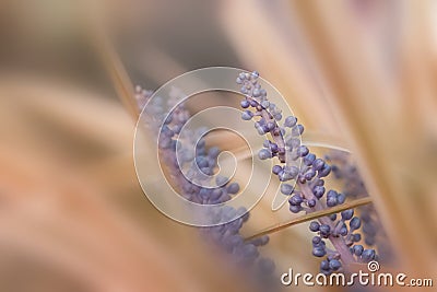 Close up shot of Yucca plant flowers Stock Photo