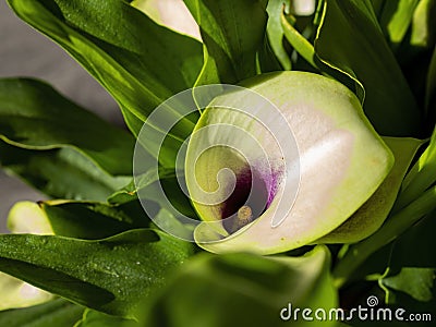 Close up shot of Zantedeschia Hybrid blossom Stock Photo