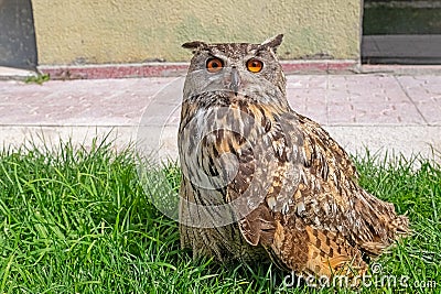 A close-up showing the intense gaze of a Eurasian Eagle Owl. Latin name Bubo bubo, selective focus Stock Photo
