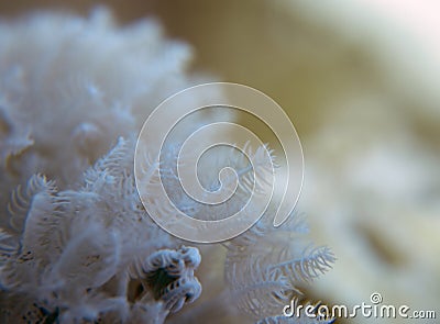 Close up showing the intricate detail of coral in the Red Sea Stock Photo
