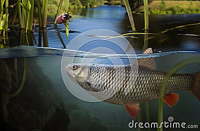 Close-up shut of a fish hook under water Stock Photo