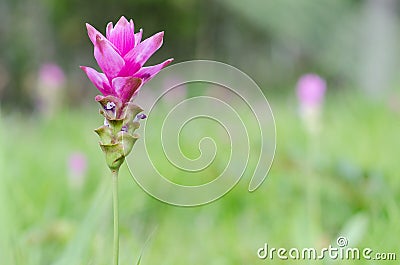 Close-up Siam Tulip florescent on the field in the rainy season in the morning mist. Pa Hin Ngam Park , Chaiyaphum province , Thai Stock Photo