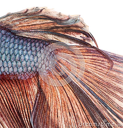 Close-up of a Siamese fighting fish's caudal fin, Betta splendens Stock Photo