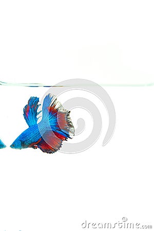 Close up siamese fighting fish swimming isolated on white background. It is a beautiful fish that has long been famous for Stock Photo