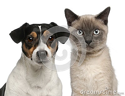 Close-up of Siamese kitten, 6 months old Stock Photo