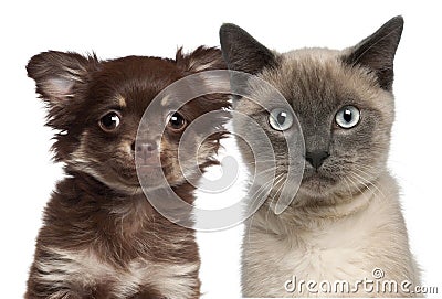 Close-up of Siamese kitten, 6 months old Stock Photo