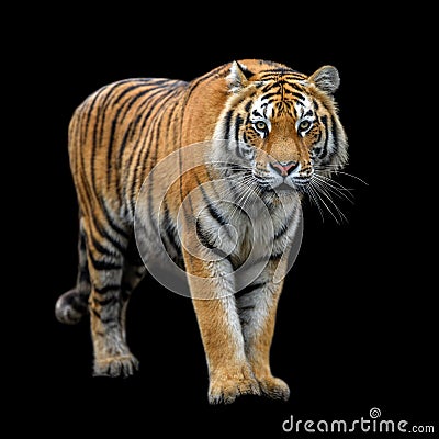 Close up Siberian or Amur tiger on black background Stock Photo