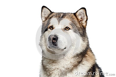 Siberian brown husky studio portrait on white background. Stock Photo