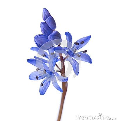 Close-up of Siberian Squill. Stock Photo