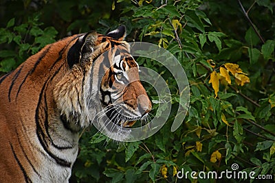 Close up side profile portrait of Indochinese tiger Stock Photo