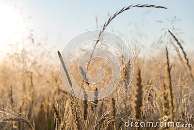 Wheat field with cereal plant weeds Stock Photo