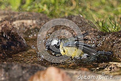 Bathing great tit bird Stock Photo