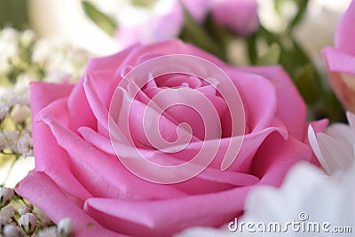 Close-up of a side view of a beautiful and delicate pink rose in a colorful bouquet. Spring concept Stock Photo