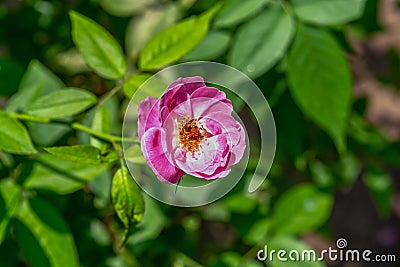 Close Up and side view of beautiful pink Rosa Gallica flower French Rose. Stock Photo
