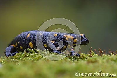 Close up side view of Fire salamander Salamandra salamandra sitting on green moss on dark green background. Macro shot Stock Photo