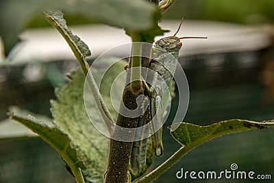 Close up side view of gray grasshopper hanging on small apple tr Stock Photo