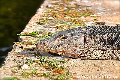 Close up of a monitor lizard Stock Photo