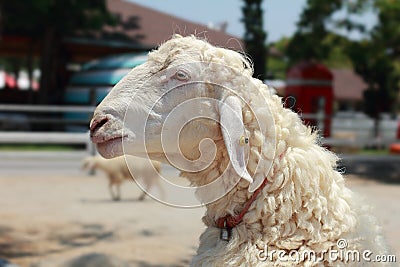 Close up side view head sheep,one portrait of white sheep isolated on background Stock Photo