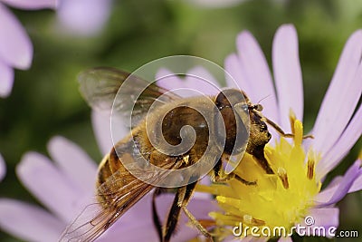 Close-up side view of a large fluffy flower flies are with pollen and nectar on a pink and white flower Alpine aster Stock Photo