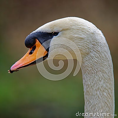Close-up side view portrait of an adult Mute swan Cygnus olor Stock Photo