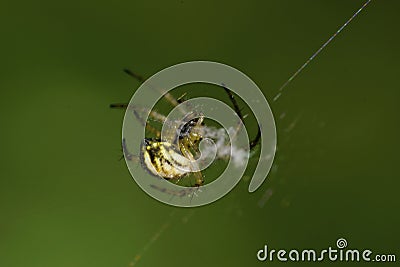 Close-up side view of young Caucasian young Araneus spider in gr Stock Photo