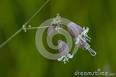 Close up of Silene vulgaris, the bladder campion or Maidens tears growing wild in a meadow Stock Photo