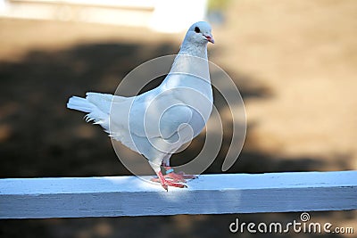 Close-up silhouette of a white dove Stock Photo