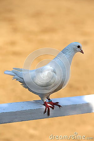 Close-up silhouette of a white dove Stock Photo