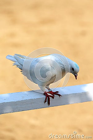 Close-up silhouette of a white dove Stock Photo