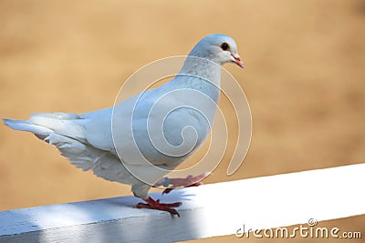 Close-up silhouette of a white dove Stock Photo