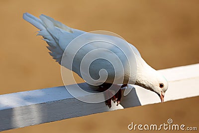 Close-up silhouette of a white dove Stock Photo
