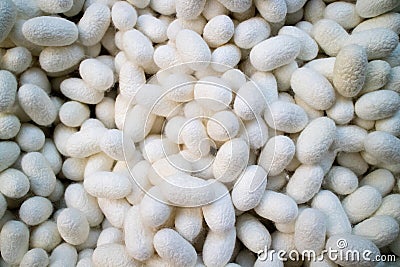 Close up silkworm cocoon Stock Photo