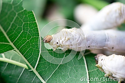 Close up Silkworm eating mulberry Stock Photo