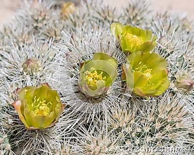 Close Up of Silver Cholla Flowers in California Desert Stock Photo