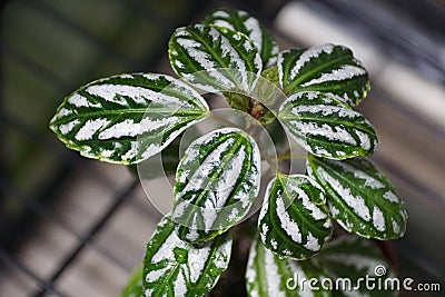 Beautiful silver and green leaves of Pilea Aluminum Stock Photo