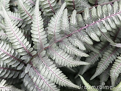 Close Up of Japanese Painted Silver Leaf Fern Stock Photo