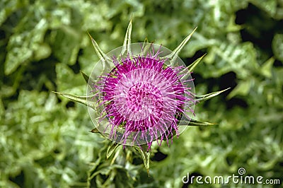 Milk Thistle plant Stock Photo