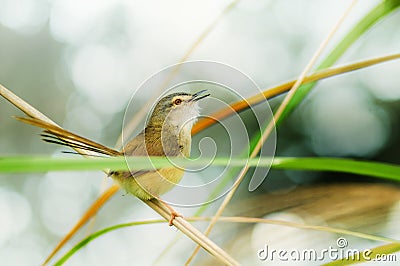 Singing bird in nature, wild animal Stock Photo