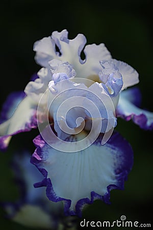 Close up of a single, blooming Bearded Iris flower, with light purple petals and white petals edged in purple Stock Photo