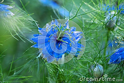 Close up of single blue flower of love-in-a-mist or ragged lady or devil in summer garden. Nigella damascena Stock Photo