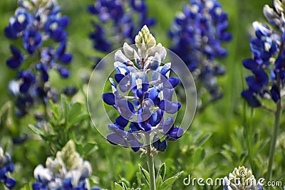 Close up of a single Bluebonnet Stock Photo