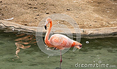 Close-up of single bright colorful flamingo standing on one leg in a pond Stock Photo